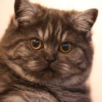 Плюшка шотландская, в Санкт-Петербурге