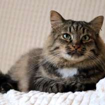 Кот брутал, в Москве