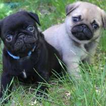 Мопс Магадан, в Магадане