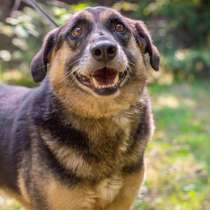 Отличный пес-компаньон Кант ищет дом!, в Москве