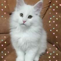 Maine Coon kitten, в г.Firenzuola