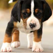 Бигль Череповец, в Череповце