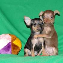 Той терьер Тула, в Туле