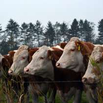 Коровы бычки телята Вологда, в Вологде