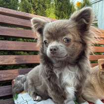 Щенок Чихуахуа, в Москве