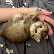 Продаются котята британской золотой шиншиллы, в Нижнем Новгороде