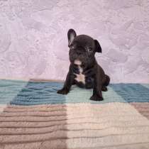 Продаются щенки французского бульдога, в г.Луганск