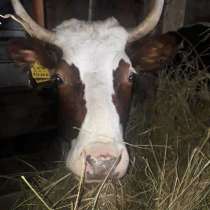 Корова аиширской породы с теленком, в Краснодаре