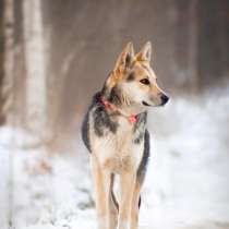 Очень красивая собачка ищет лом, в Москве