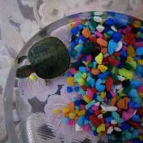 Продам красноухих черепах, в Батайске