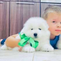 Щенки самоедской лайки с документами, в Раменское