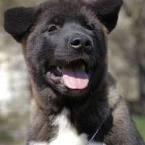 Щенки Американской Акиты, в Санкт-Петербурге