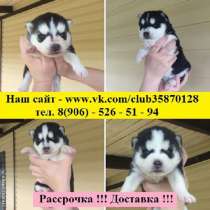Ярчайших щенята хаски от заводчика, в Твери
