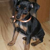 Пинчер Сургут, в Сургуте