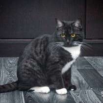 Молодая кошечка Фаня, британское сокровище в дар, в Москве