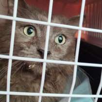 Несчастный кот Персей, в Москве