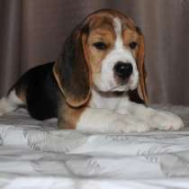 Щенки бигля, в Москве