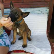 Щенки бельгийской овчарки малинуа, в Москве