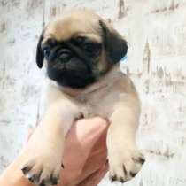 Щеночки мопса, в Иркутске