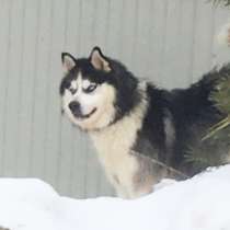 Кобели Хаски для вязки и щеночки Хаски, в Тутаево