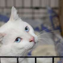 Разыскивается хозяин для Снежка, в Москве