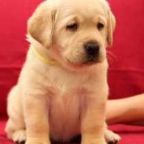 Лабрадор Йошкорола, в Йошкар-Оле