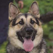 Тобик мечтает снова стать домашним!, в Москве