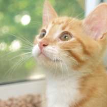 Рыжий котенок Лео, летнее солнышко в дар. 3 мес, в Москве