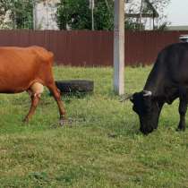 Коровы Молочно-мясной породы, в Уфе