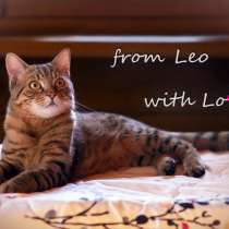 Лео - красивый молодой полосатый кот в добрые руки, в г.Москва