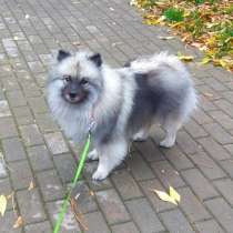 Кеесхонд Линда в поиске дома и семьи!, в Москве