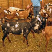 Племенные козы Англо-Нубийскиой породы (Скот из Европы класс, в Красноярске