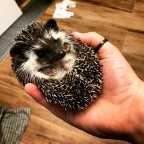 Ёжик африканский карликовый, в Москве