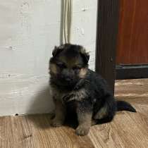 Щенки немецкой овчарки, в Новосибирске