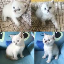 Красавцы! Породные шотландские котятки, в г.Харьков