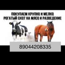 Закупаю крс, звоните в любое время 24/7, в Камышине