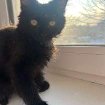 Отдам кошку, в Балахне