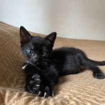 Черные котята-малыши ищут дом, в Санкт-Петербурге