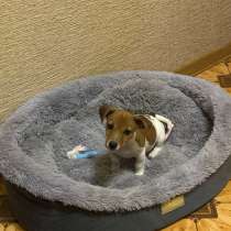 Джек Рассел, в Новосибирске