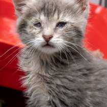 Кошечка Ласточка ищет семью, в Москве