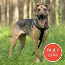 Дейзи в поиске дома и семьи!, в Москве