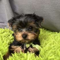 Йоркширский терьер Сургут, в Сургуте