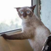 Смешная невидимка кошка Чуча ищет дом, в г.Москва