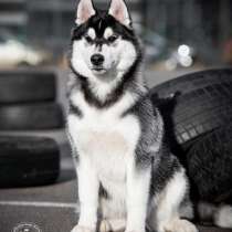 Siberian Husky from Multichampion Parents, в Санкт-Петербурге