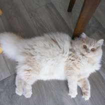 Шикарный длинношерстный рыжий британский кот, в г.Зелёна-Гура