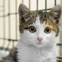 Очаровательная Пушинка в поиске верного друга, в Москве