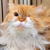 Кошечка Валя в поиске хозяина с добрым сердцем, в Москве