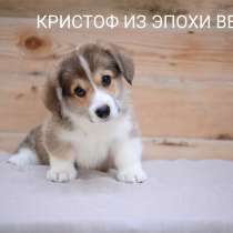 Продам щенков корги, в Воронеже