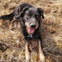 Прыг-скок терьер Бруно в поиске дома и семьи!, в Москве