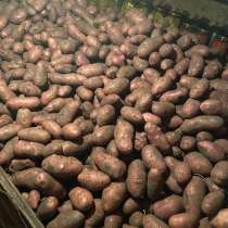 Продам картофель, в Белгороде